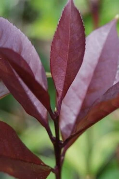 Apricot Echo Tea Olive - Osmanthus Fragrans Aurantiacus - 3 Gallon Pot -Wilson Bros Gardens Tea Olive Apricot Echo 4