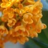Fragrant Orange Tea Olive - Osmanthus Fragrans Aurantiacus - 1 Gallon Pot -Wilson Bros Gardens Tea Olive Fragrant Orange 500x750 1