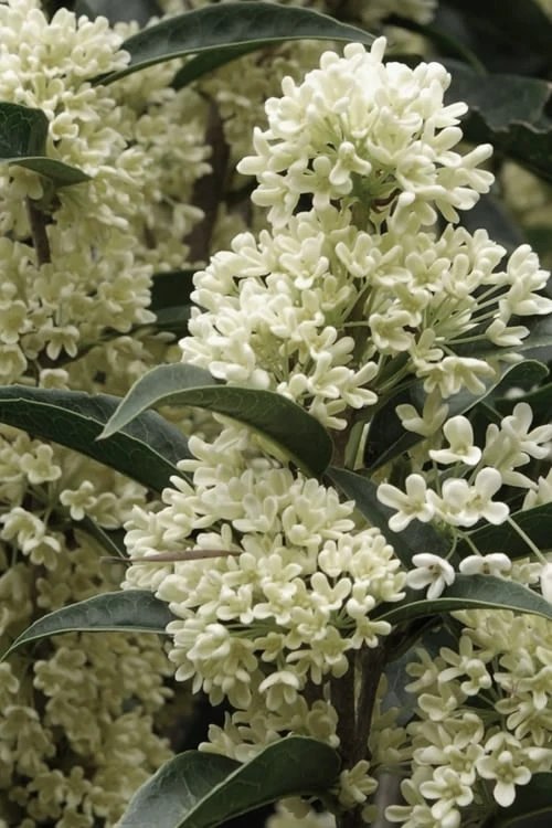 Fudingzhu Fragrant White Tea Olive (Osmanthus Fragrans) - 1 Gallon Pot 3 Fudingzhu Fragrant White Tea Olive (Osmanthus Fragrans) - 1 Gallon Pot