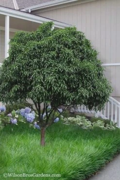 Fudingzhu Fragrant White Tea Olive (Osmanthus Fragrans) - 1 Gallon Pot 10 Fudingzhu Fragrant White Tea Olive (Osmanthus Fragrans) - 1 Gallon Pot -Wilson Bros Gardens Tea Olive Fudingzhu 6