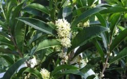 Fudingzhu Fragrant White Tea Olive (Osmanthus Fragrans) - 1 Gallon Pot 11 Fudingzhu Fragrant White Tea Olive (Osmanthus Fragrans) - 1 Gallon Pot -Wilson Bros Gardens Tea Olive Fudingzhu 7