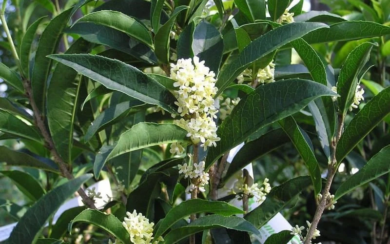 Fudingzhu Fragrant White Tea Olive (Osmanthus Fragrans) - 1 Gallon Pot 7 Fudingzhu Fragrant White Tea Olive (Osmanthus Fragrans) - 1 Gallon Pot - Image 5