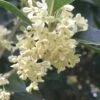 Fragrant White Tea Olive - 7 Gallon Pot (3-4') -Wilson Bros Gardens Tea Olive White Flowers Osmanthus Fragrans 500x750 1