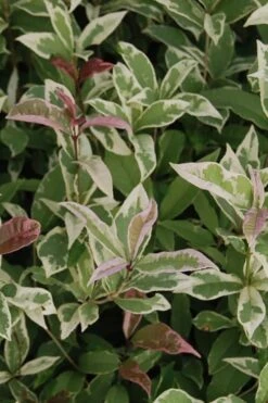 Pink Flush Variegated Tea Olive (Osmanthus Fragrans 'Yinbi Shuanghui') - Quart Pot -Wilson Bros Gardens Tea Olive Yinbi Shuanghui Variegated 2 5