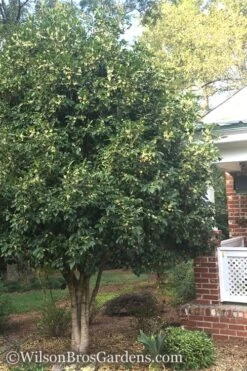 Fragrant White Tea Olive - 7 Gallon Pot (3-4') -Wilson Bros Gardens Teav Olive White Osmanthus Fragrans 500x750 1