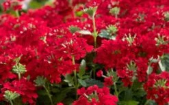 EnduraScape Red Verbena - 1 Gallon Pot 11 EnduraScape Red Verbena - 1 Gallon Pot -Wilson Bros Gardens Verbena EnduraScape Red