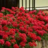EnduraScape Red Verbena - 1 Gallon Pot -Wilson Bros Gardens Verbena EnduraScape Red 6