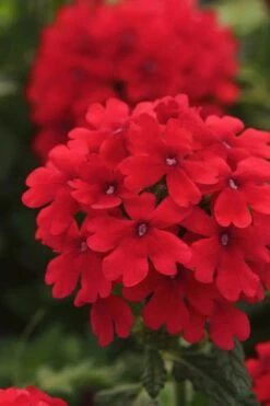EnduraScape Red Verbena - 1 Gallon Pot 10 EnduraScape Red Verbena - 1 Gallon Pot -Wilson Bros Gardens Verbena EnduraScape Red 7