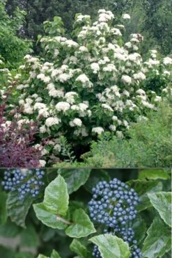 All That Glows Arrowwood Viburnum - 2 Gallon Pot -Wilson Bros Gardens Viburnum All That Glows 4