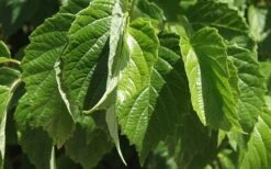 Chicago Luster Arrowwood Viburnum - 3 Gallon Pot -Wilson Bros Gardens Viburnum Chicago Luster 1