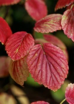 Chicago Luster Arrowwood Viburnum - 3 Gallon Pot -Wilson Bros Gardens Viburnum Chicago Luster 4