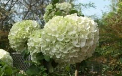 Chinese Snowball Viburnum Bush - 7 Gallon Pot (2-3') -Wilson Bros Gardens Viburnum Chinese Snowball Bloom Green 1