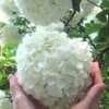 Chinese Snowball Viburnum Bush - 7 Gallon Pot (2-3') -Wilson Bros Gardens Viburnum Chinese Snowball Rev 500x750 2