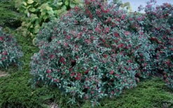 Dwarf Evergreen Snowball Viburnum 'Conoy' - 3 Gallon Pot -Wilson Bros Gardens Viburnum Conoy 2