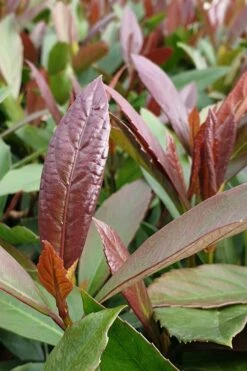 Coppertop Sweet Viburnum - 2 Gallon Pot -Wilson Bros Gardens Viburnum Coppertop 3 1