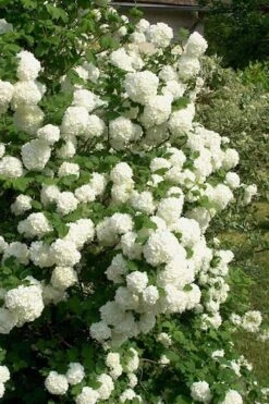 European Snowball Viburnum Bush - 3 Gallon Pot -Wilson Bros Gardens Viburnum European Snowball 1