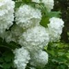 European Snowball Viburnum Bush - 3 Gallon Pot 2 European Snowball Viburnum Bush - 3 Gallon Pot -Wilson Bros Gardens Viburnum European Snowball 6