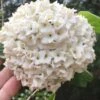 Fragrant Snowball Viburnum Carlesii 'Korean Spice' - 2 Gallon Pot -Wilson Bros Gardens Viburnum Korean Spice 1
