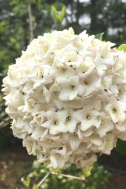 Fragrant Snowball Viburnum Carlesii 'Korean Spice' - 2 Gallon Pot -Wilson Bros Gardens Viburnum Korean Spice 2