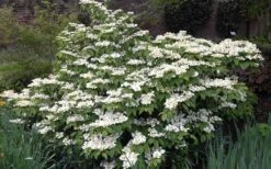 Mariesii Doublefile Viburnum - 2.5 Gallon Pot -Wilson Bros Gardens Viburnum Mariesii 1 2