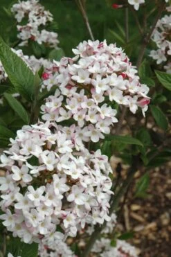 Fragrant Mohawk Viburnum Burkwoodi - 6 Pack Of 1 Gallon Pots -Wilson Bros Gardens Viburnum Mohawk 4