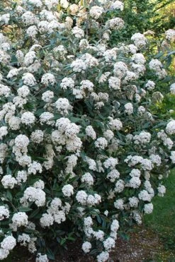 Fragrant Mohawk Viburnum Burkwoodi - 6 Pack Of 1 Gallon Pots -Wilson Bros Gardens Viburnum Mohawk 5