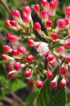 Fragrant Mohawk Viburnum Burkwoodi - 6 Pack Of 1 Gallon Pots -Wilson Bros Gardens Viburnum Mohawk 6