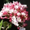 Fragrant Mohawk Viburnum Burkwoodi - 6 Pack Of 1 Gallon Pots -Wilson Bros Gardens Viburnum Mohawk 8
