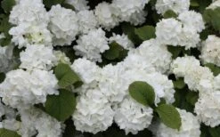 Popcorn Snowball Viburnum Bush - 1 Gallon Pot -Wilson Bros Gardens Viburnum Popcorn 1