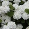 Popcorn Snowball Viburnum Bush - 1 Gallon Pot -Wilson Bros Gardens Viburnum Popcorn 1 500x750 1