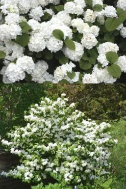 Popcorn Snowball Viburnum Bush - 3 Gallon Pot -Wilson Bros Gardens Viburnum Popcorn 2 500x750 2