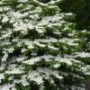 Shasta Doublefile Viburnum - 1 Gallon Pot -Wilson Bros Gardens Viburnum Shasta 3 1