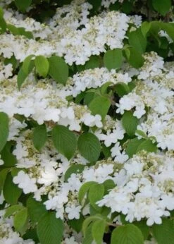 Shasta Doublefile Viburnum - 1 Gallon Pot -Wilson Bros Gardens Viburnum Shasta 6 1