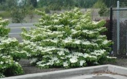 Shasta Doublefile Viburnum - 2 Gallon Pot -Wilson Bros Gardens Viburnum Shasta 8 3