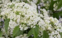 Snow Joey Viburnum - 3 Gallon Pot -Wilson Bros Gardens Viburnum Snow Joey 2