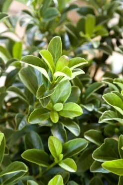 Sugar Cookie Sweet Viburnum - 3 Gallon Pot -Wilson Bros Gardens Viburnum Sugar Cookie 2