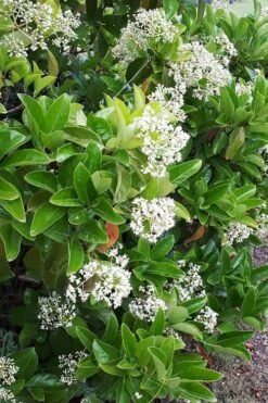 Sugar Cookie Sweet Viburnum - 3 Gallon Pot -Wilson Bros Gardens Viburnum Sugar Cookie 3