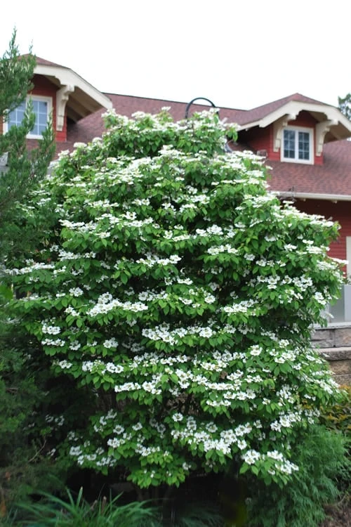 Summer Snowflake Viburnum - 1 Gallon Pot 10 Summer Snowflake Viburnum - 1 Gallon Pot - Image 8