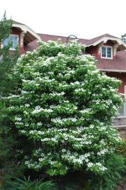 Summer Snowflake Viburnum - 3 Gallon Pot -Wilson Bros Gardens Viburnum Summer Snowflake 20 2
