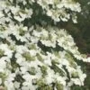 Summer Snowflake Viburnum - 6 Pack Of 1 Gallon Pots 2 Summer Snowflake Viburnum - 6 Pack Of 1 Gallon Pots -Wilson Bros Gardens Viburnum Summer Snowflake 21 500x750 1