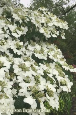 Summer Snowflake Viburnum - 3 Gallon Pot -Wilson Bros Gardens Viburnum Summer Snowflake 21 500x750 2