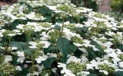 Summer Snowflake Viburnum - 3 Gallon Pot -Wilson Bros Gardens Viburnum Summer Snowflake 3 1
