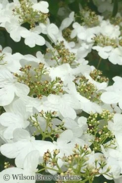 Summer Snowflake Viburnum - 3 Gallon Pot -Wilson Bros Gardens Viburnum Summer Snowflake 31 1