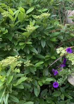 Winterthur Viburnum - 1 Gallon Pot 16 Winterthur Viburnum - 1 Gallon Pot -Wilson Bros Gardens Viburnum Winterthur 9