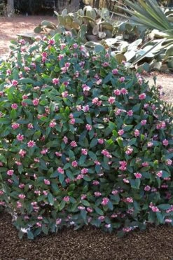 Zuiko Nishiki Winter Daphne Odora - 1 Gallon Pot -Wilson Bros Gardens Winter Daphne Zuiko Nishiki 3