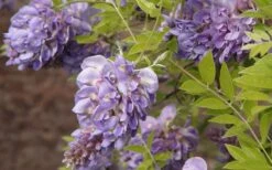 Amethyst Falls Wisteria Vine - 2 Gallon Pot -Wilson Bros Gardens Wisteria Amethyst Falls 50