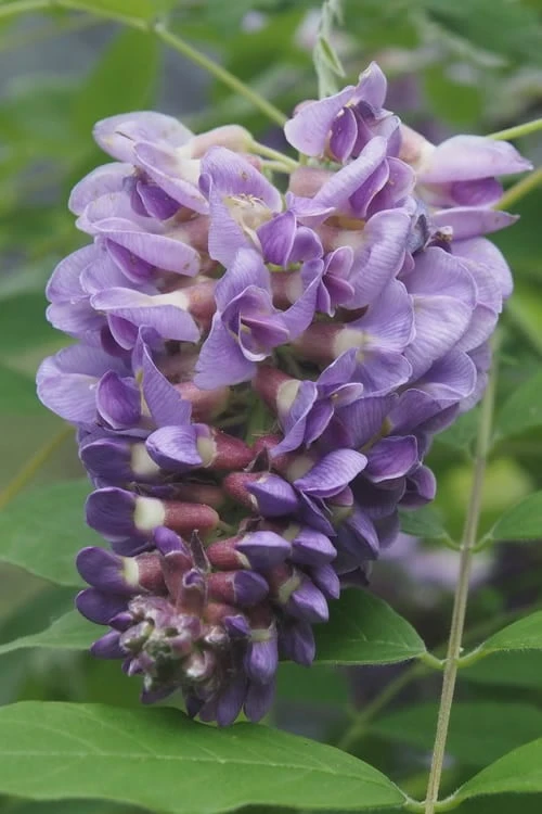 Amethyst Falls Wisteria Vine - 3 Gallon Pot 3 Amethyst Falls Wisteria Vine - 3 Gallon Pot