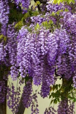 Fragrant Royal Purple Wisteria Vine - 5 Gallon Pot -Wilson Bros Gardens Wisteria Royal Purple 1