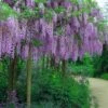 Fragrant Royal Purple Wisteria Vine - 5 Gallon Pot -Wilson Bros Gardens Wisteria Royal Purple 3