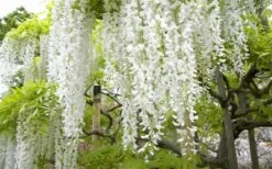 Snow Showers White Wisteria - 3 Gallon Pot -Wilson Bros Gardens Wisteria Snow Showers 2